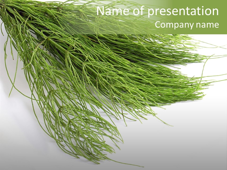 Cure Herb Image PowerPoint Template