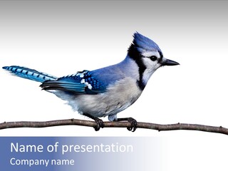 Wildlife Perch Bird PowerPoint Template