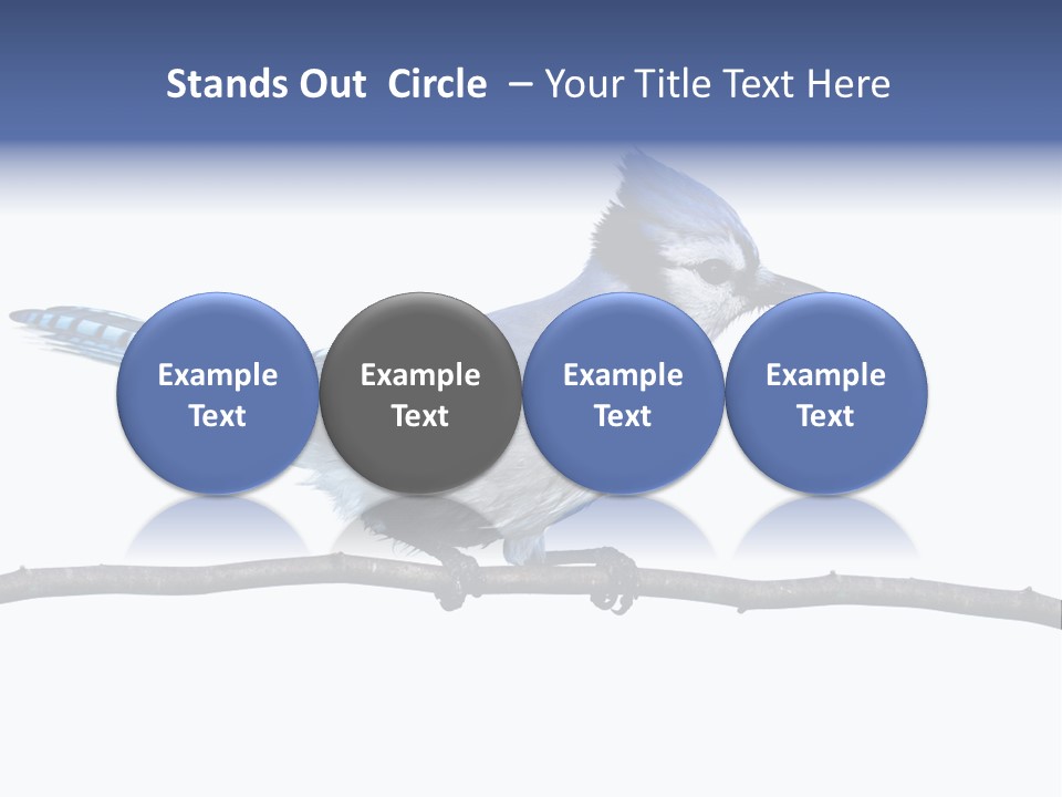 Wildlife Perch Bird PowerPoint Template