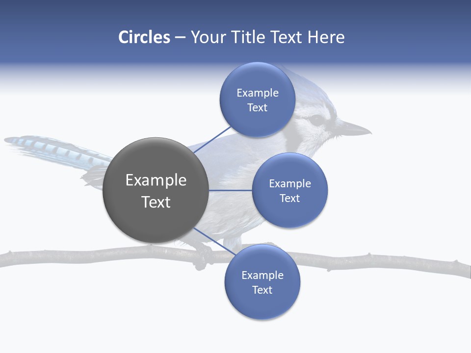 Wildlife Perch Bird PowerPoint Template