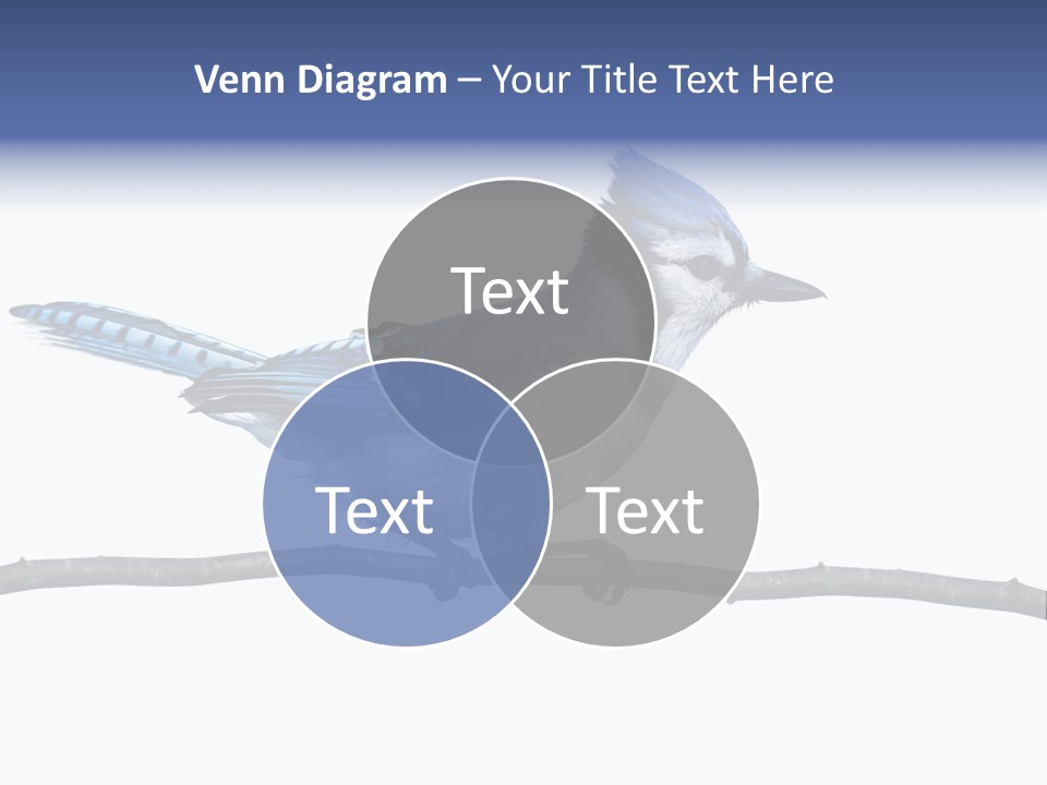 Wildlife Perch Bird PowerPoint Template