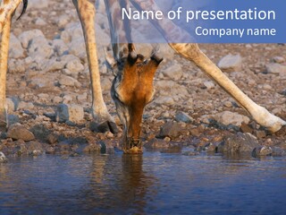 Two Giraffes Drinking Water From A Body Of Water PowerPoint Template