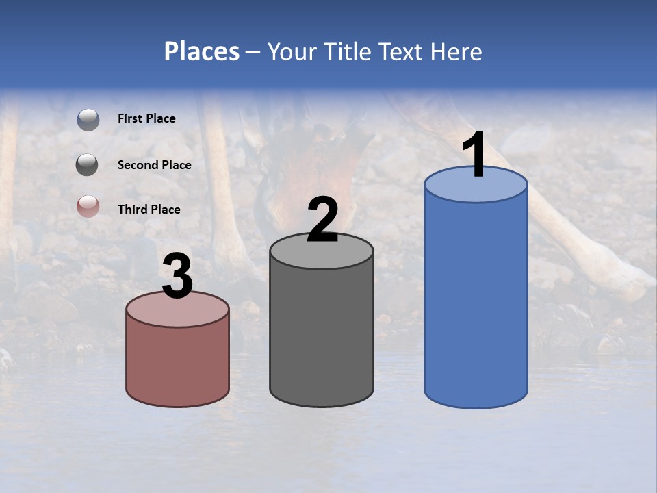 Two Giraffes Drinking Water From A Body Of Water PowerPoint Template