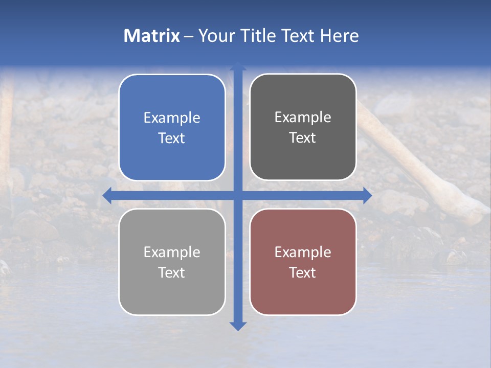 Two Giraffes Drinking Water From A Body Of Water PowerPoint Template