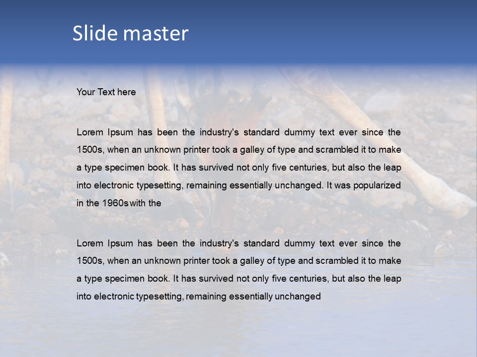 Two Giraffes Drinking Water From A Body Of Water PowerPoint Template