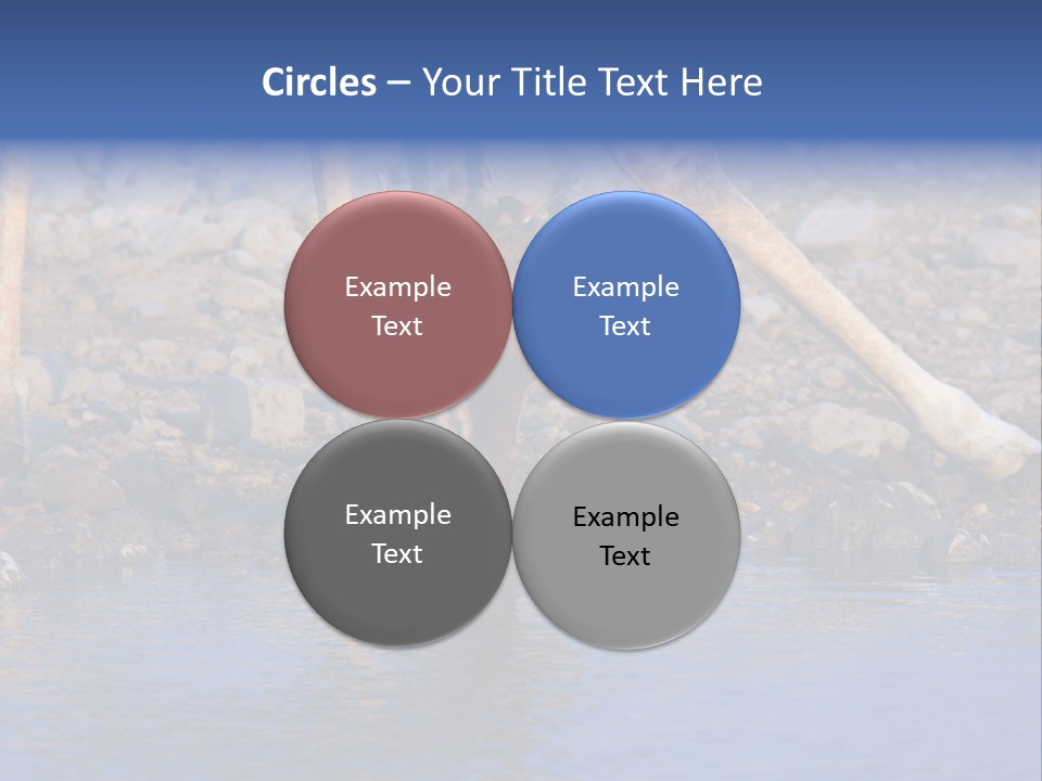 Two Giraffes Drinking Water From A Body Of Water PowerPoint Template