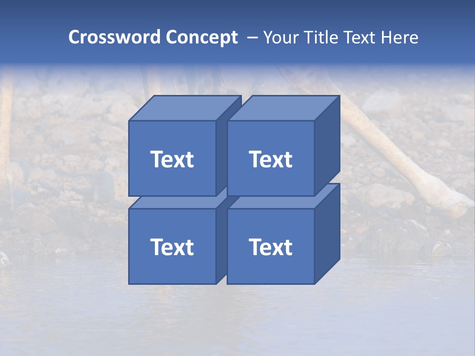 Two Giraffes Drinking Water From A Body Of Water PowerPoint Template