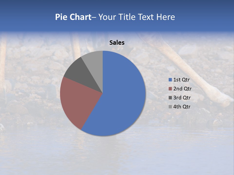 Two Giraffes Drinking Water From A Body Of Water PowerPoint Template