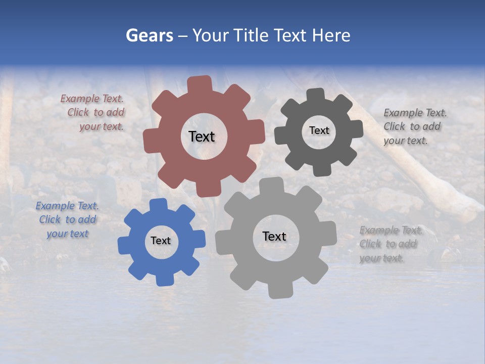 Two Giraffes Drinking Water From A Body Of Water PowerPoint Template