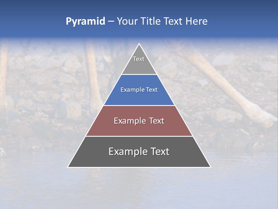 Two Giraffes Drinking Water From A Body Of Water PowerPoint Template