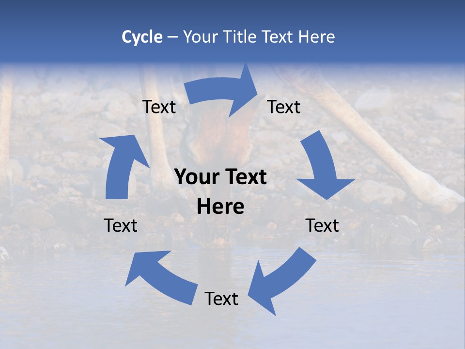 Two Giraffes Drinking Water From A Body Of Water PowerPoint Template