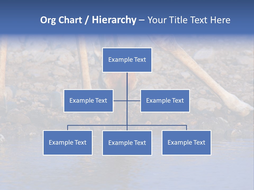 Two Giraffes Drinking Water From A Body Of Water PowerPoint Template