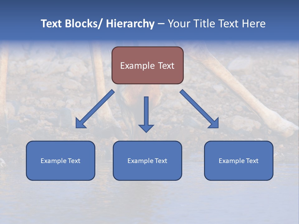 Two Giraffes Drinking Water From A Body Of Water PowerPoint Template
