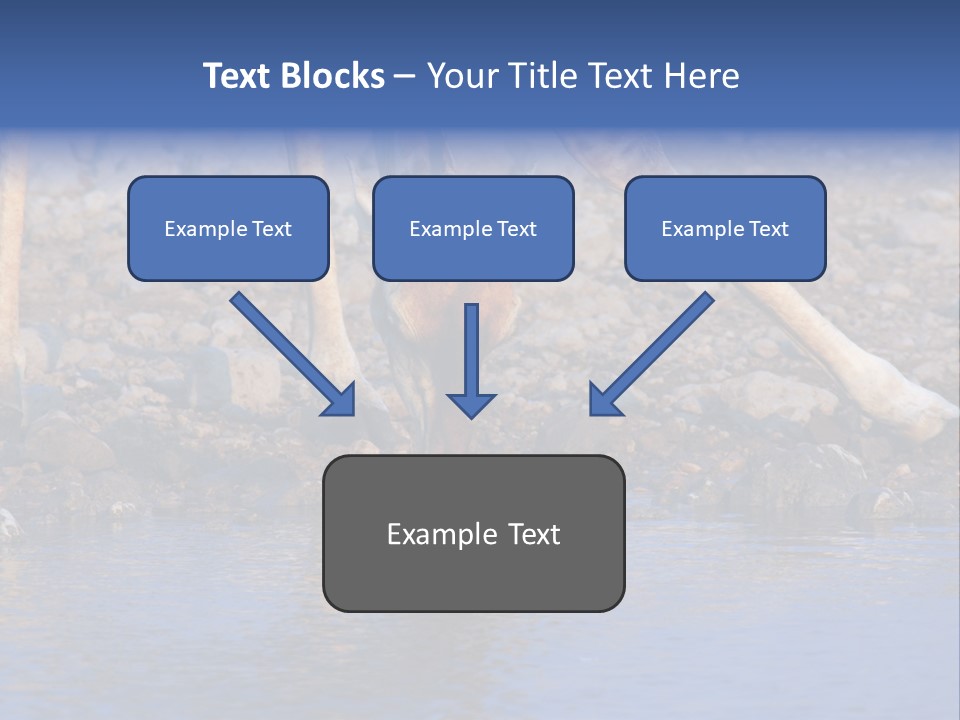 Two Giraffes Drinking Water From A Body Of Water PowerPoint Template