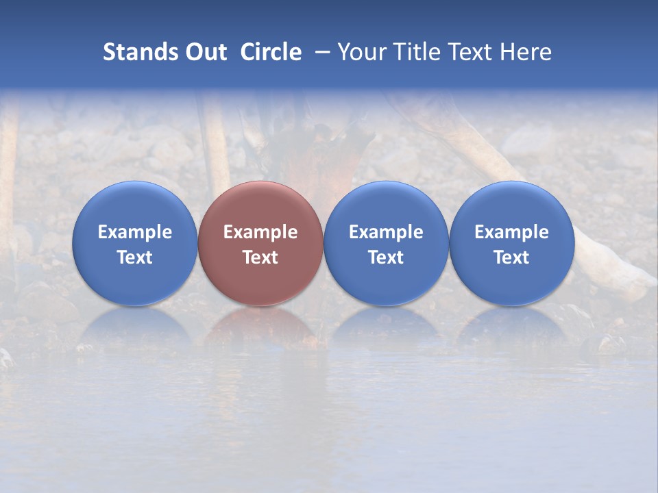 Two Giraffes Drinking Water From A Body Of Water PowerPoint Template