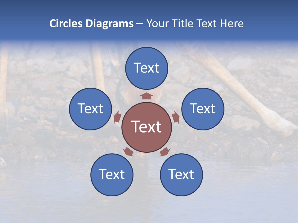 Two Giraffes Drinking Water From A Body Of Water PowerPoint Template