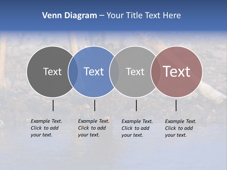 Two Giraffes Drinking Water From A Body Of Water PowerPoint Template