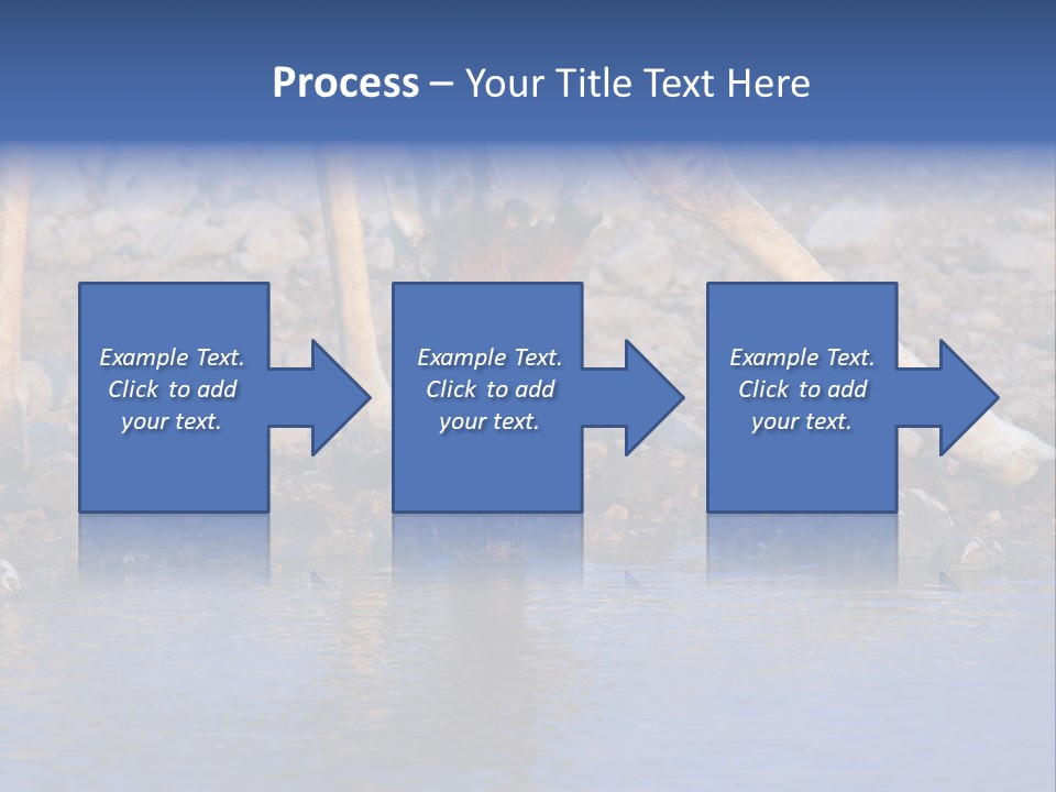 Two Giraffes Drinking Water From A Body Of Water PowerPoint Template