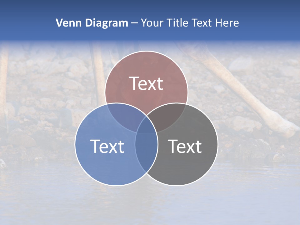 Two Giraffes Drinking Water From A Body Of Water PowerPoint Template