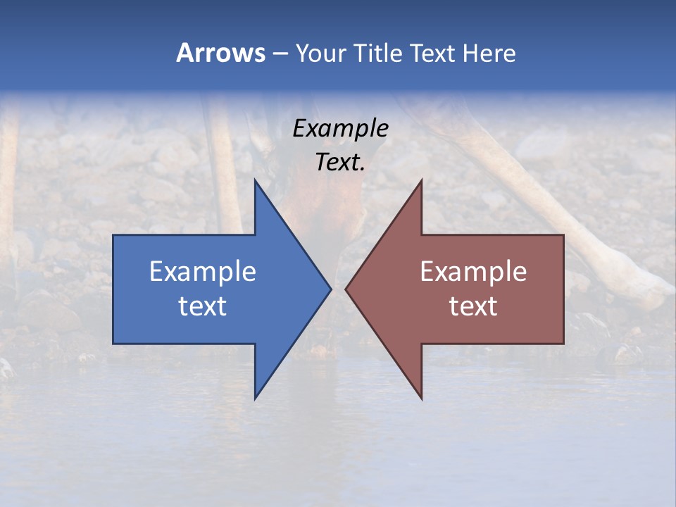 Two Giraffes Drinking Water From A Body Of Water PowerPoint Template