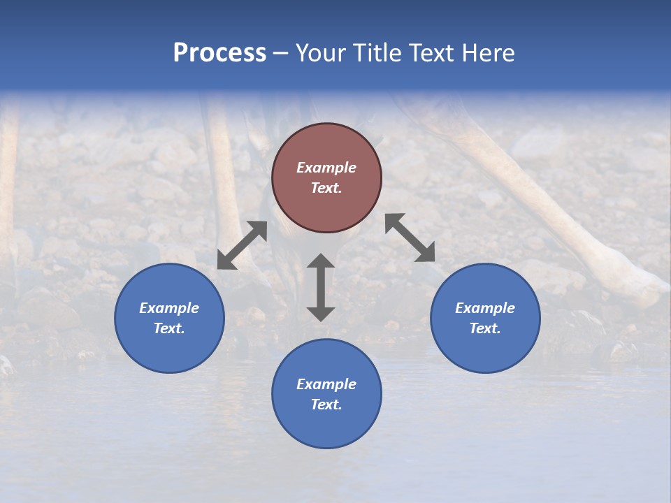 Two Giraffes Drinking Water From A Body Of Water PowerPoint Template