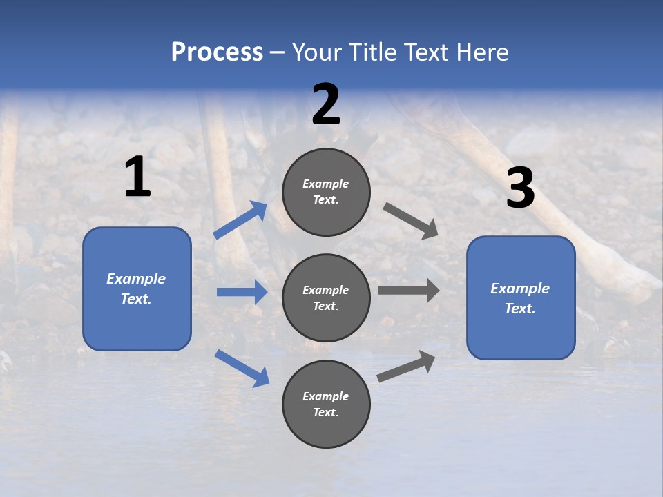 Two Giraffes Drinking Water From A Body Of Water PowerPoint Template