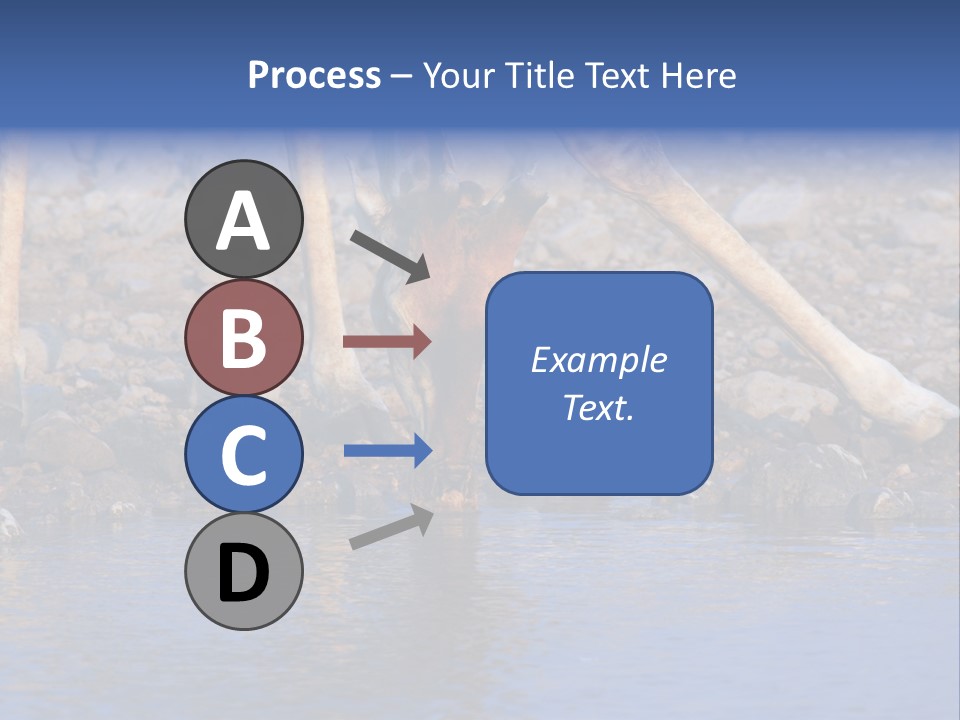 Two Giraffes Drinking Water From A Body Of Water PowerPoint Template