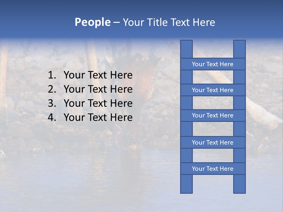 Two Giraffes Drinking Water From A Body Of Water PowerPoint Template