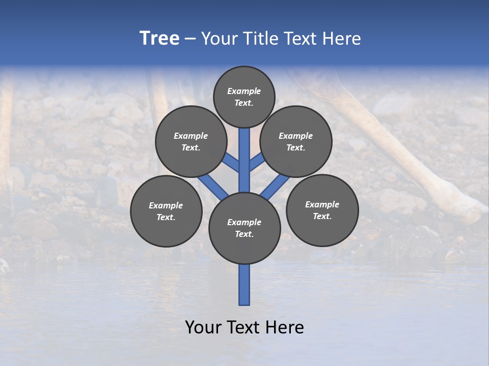 Two Giraffes Drinking Water From A Body Of Water PowerPoint Template
