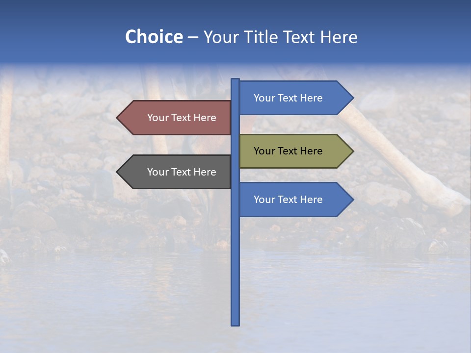 Two Giraffes Drinking Water From A Body Of Water PowerPoint Template