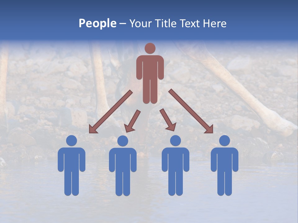 Two Giraffes Drinking Water From A Body Of Water PowerPoint Template