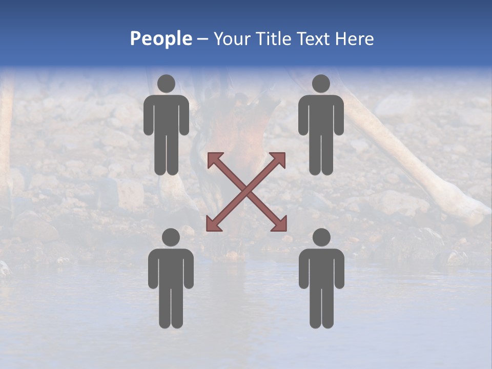 Two Giraffes Drinking Water From A Body Of Water PowerPoint Template