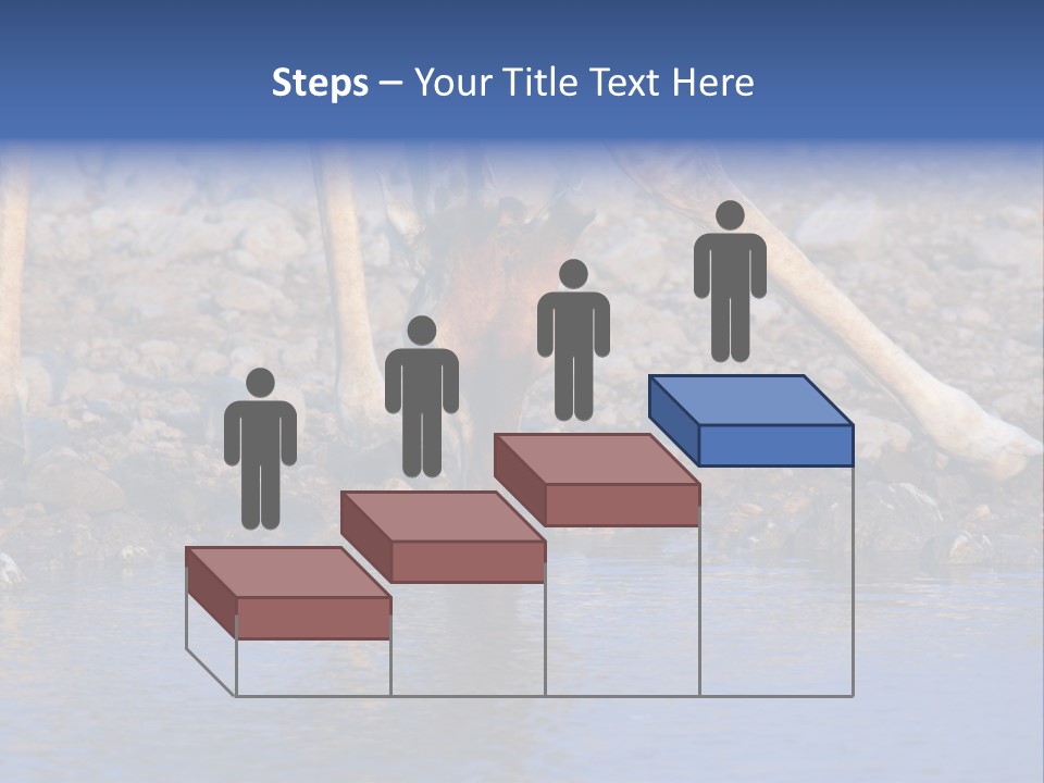 Two Giraffes Drinking Water From A Body Of Water PowerPoint Template