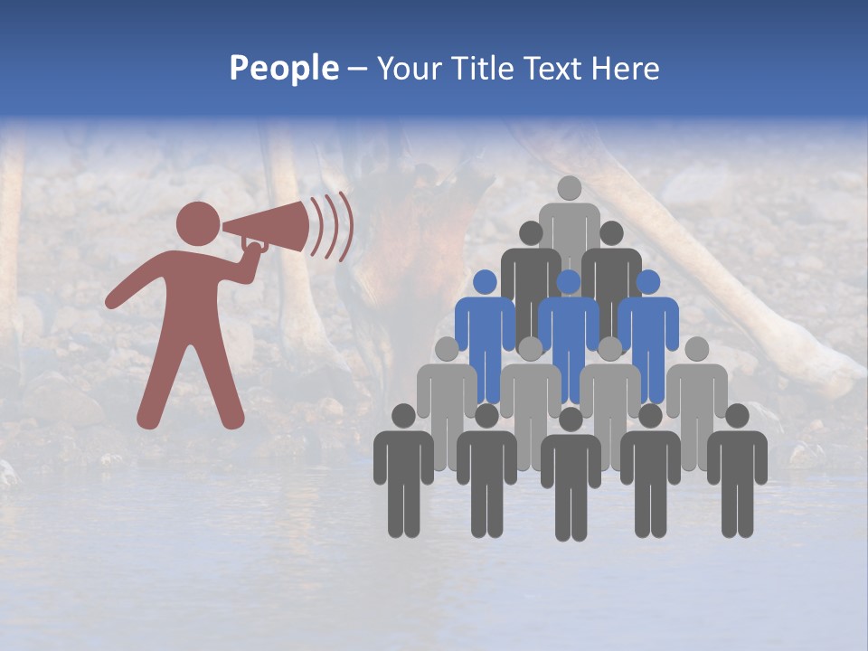 Two Giraffes Drinking Water From A Body Of Water PowerPoint Template