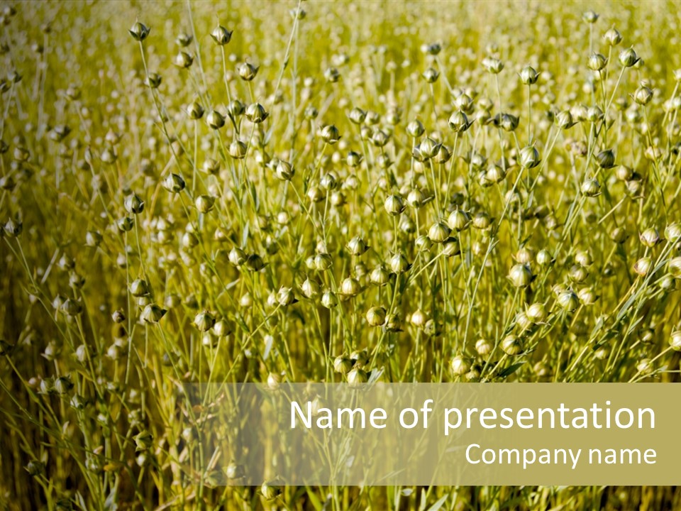 Plant Harvest Pasture PowerPoint Template