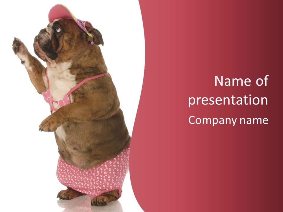 Bikini Wearing Funny PowerPoint Template