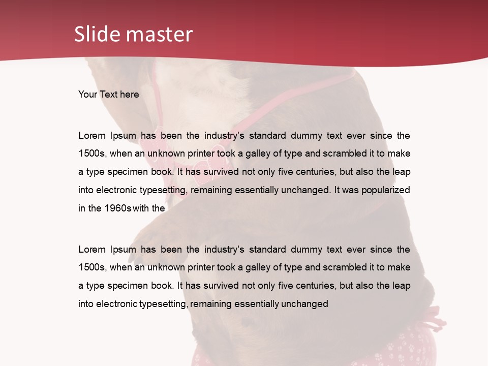 Bikini Wearing Funny PowerPoint Template