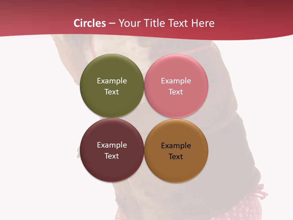 Bikini Wearing Funny PowerPoint Template