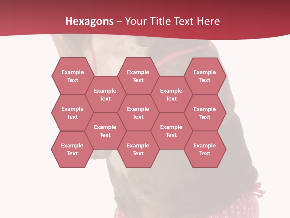 Bikini Wearing Funny PowerPoint Template