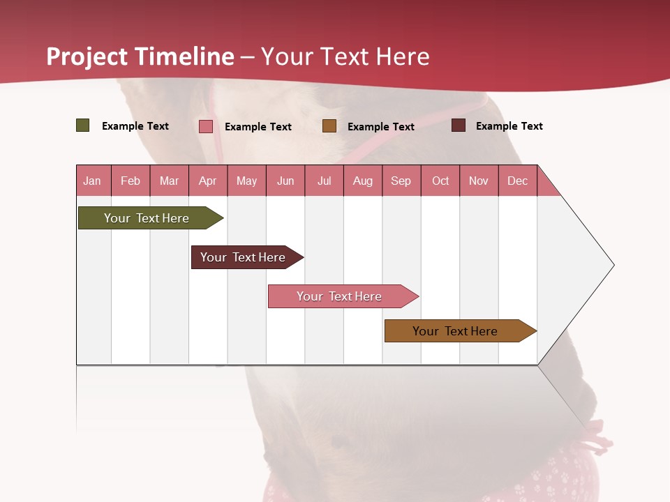 Bikini Wearing Funny PowerPoint Template