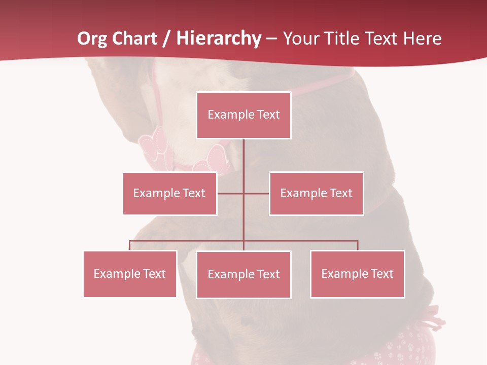 Bikini Wearing Funny PowerPoint Template