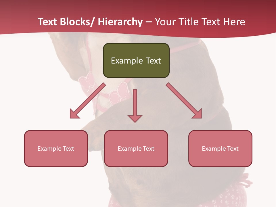 Bikini Wearing Funny PowerPoint Template