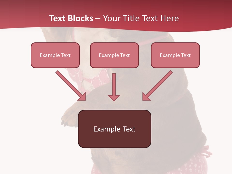 Bikini Wearing Funny PowerPoint Template