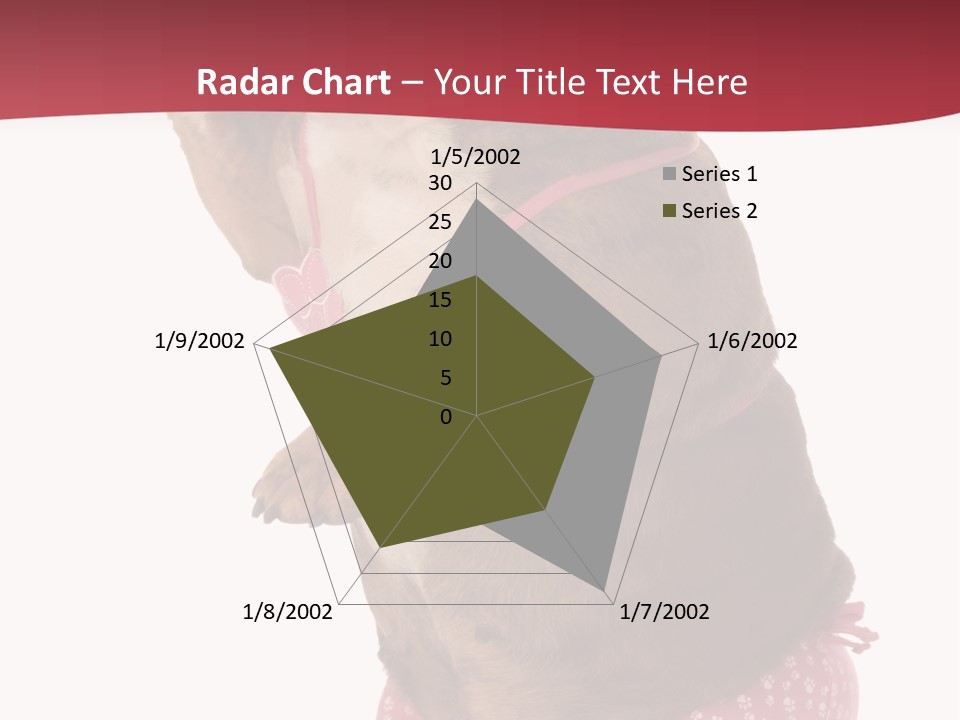 Bikini Wearing Funny PowerPoint Template