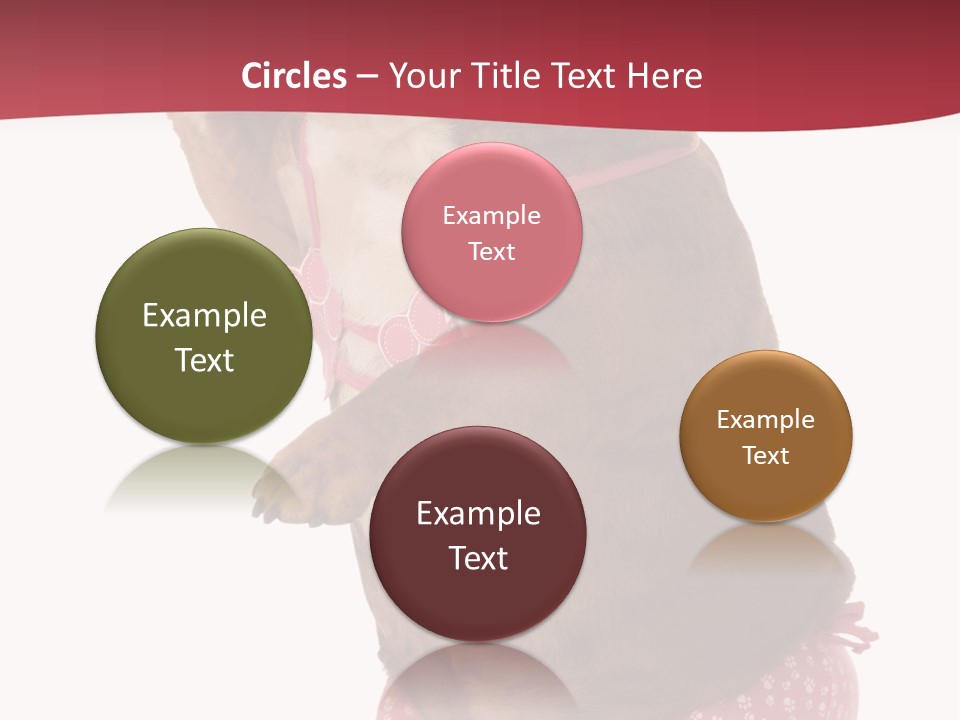 Bikini Wearing Funny PowerPoint Template