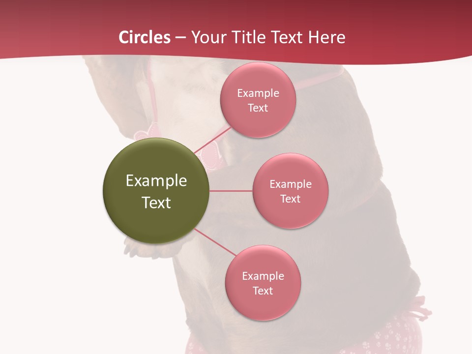 Bikini Wearing Funny PowerPoint Template