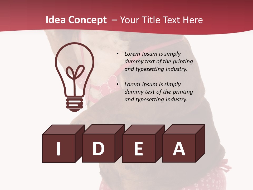 Bikini Wearing Funny PowerPoint Template