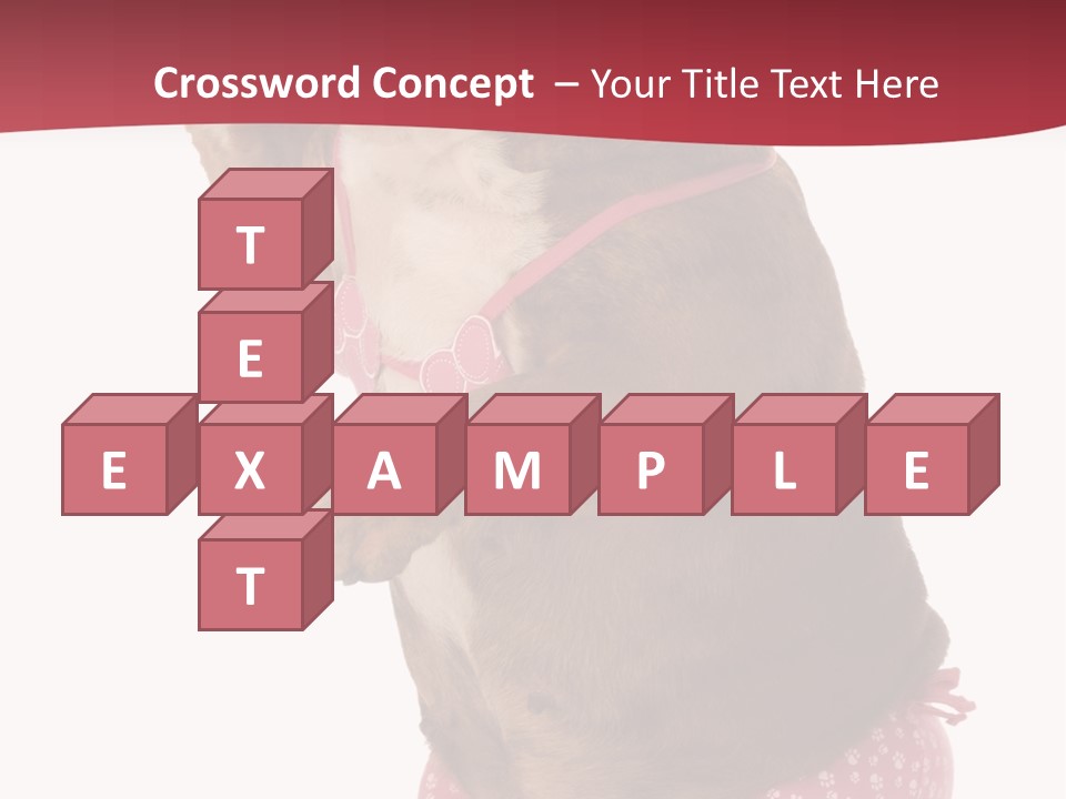 Bikini Wearing Funny PowerPoint Template