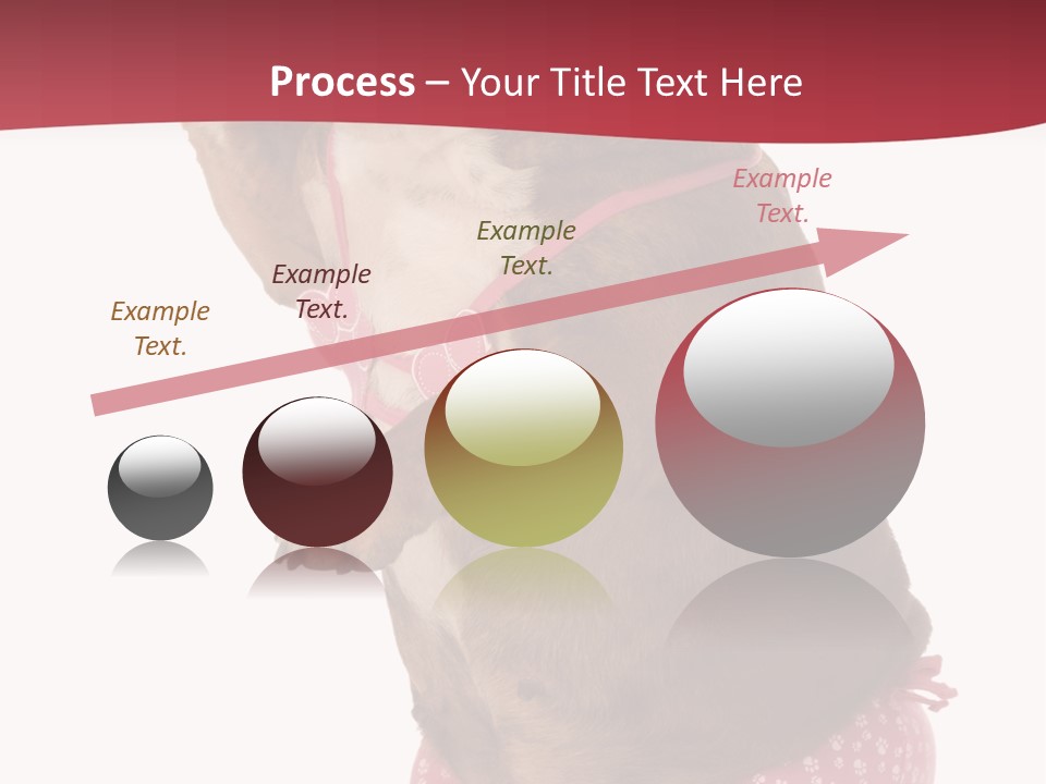 Bikini Wearing Funny PowerPoint Template