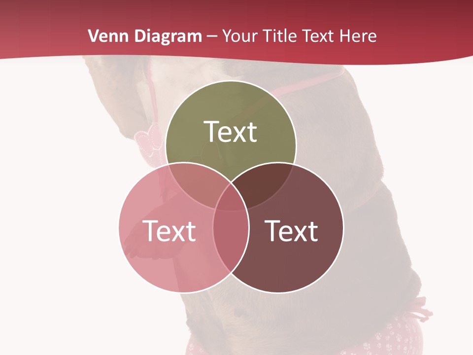 Bikini Wearing Funny PowerPoint Template